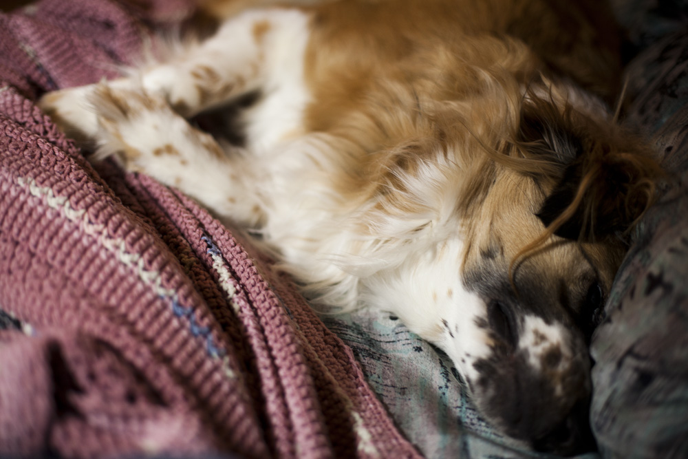 P.S.: Apollo was not impressed with the stink